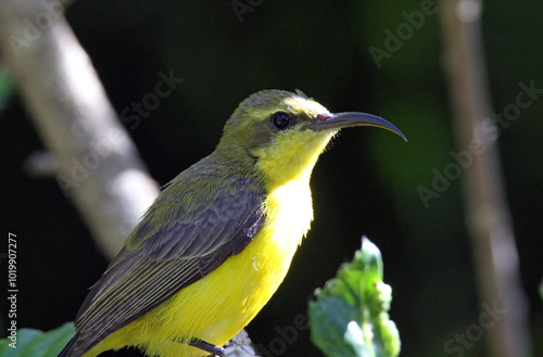 Female Olive-backed Sunbird bird sitting on a tree branch