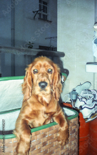 analog film image of a portrait of a cocker spaniel dog photo