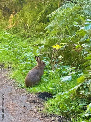 rabbit in the Olympic National Park