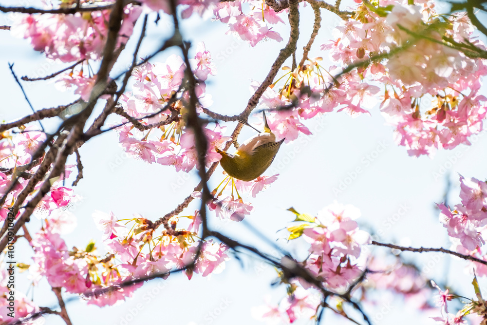 Fototapeta premium 河津桜とメジロ 静岡県加茂郡河津町