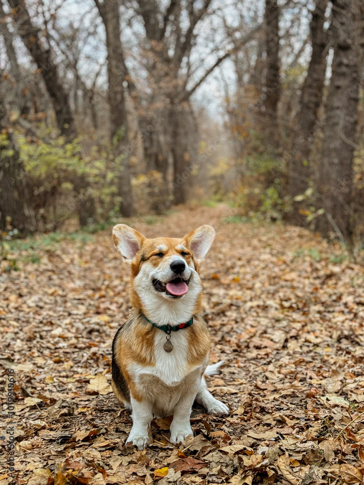 Corgi Sitting on Leaf-Covered Path in Forest
Corgi Sitting on Leaf-Covered Path in Forest