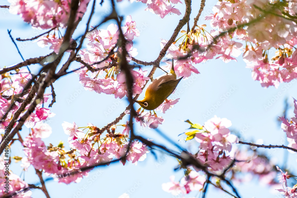 河津桜とメジロ 静岡県加茂郡河津町 河津桜とメジロ 静岡県加茂郡河津町