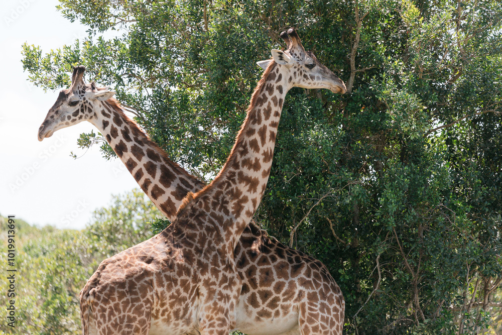 Giraffes in the Mara