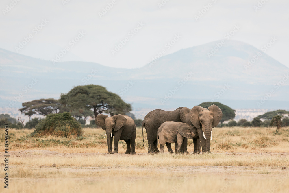 Amboseli National Park in Kenya - Elephants Amboseli National Park in Kenya - Elephants