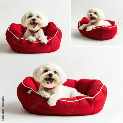 Happy Dog in Red Bed. photo