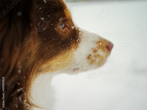 A dog with a brown and white coat is looking at the camera photo