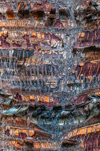 textured palm tree bark photo