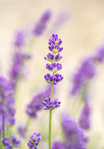 A stem of lavender in a field