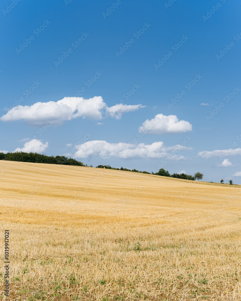 Yellow fields against a blue sky background Yellow fields against a blue sky background