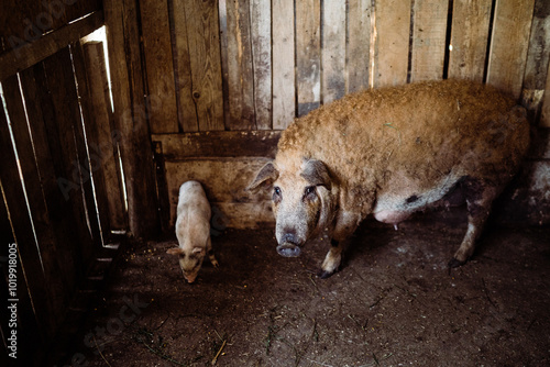 Large fluffy pig alongside smaller pig in wooden pen. photo