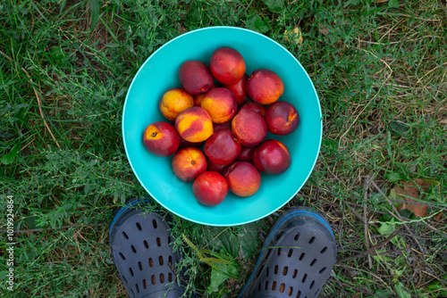 Farmer's feet with harvest in toe photo