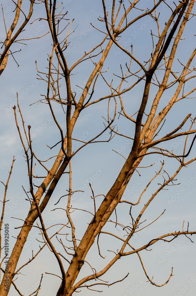 A tree without leaves