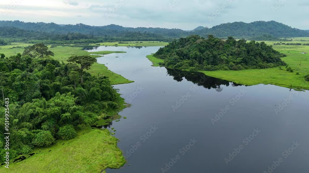 clear. swamp water in the. rainforest clear. swamp water in the. rainforest