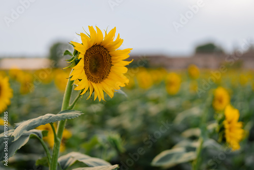 Sunflowers photo