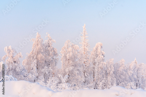 Snow frosted winter forest