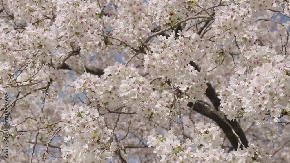 Blossom spring season. Japanese cherry. Sakura blossom. Beautiful spring Sakura flower on cherry tree. Sakura flower in bloom in spring. Spring nature. Sakura with blooming flower. Flower scent