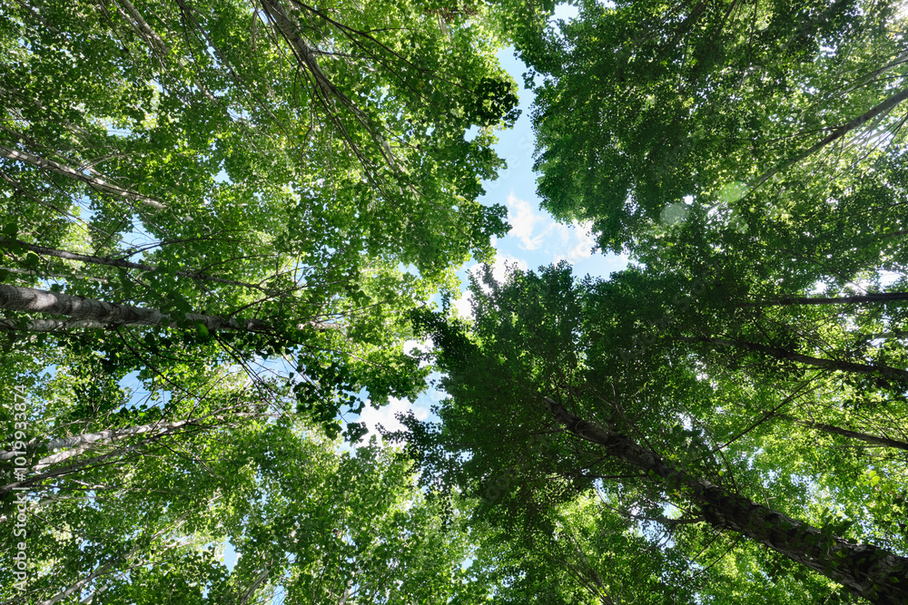 Closeup of birch forest background, shot from above Closeup of birch forest background, shot from above