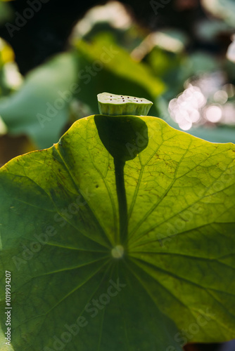 Lotus Seed Pod and Large Leaf in Sunlight with Shadow