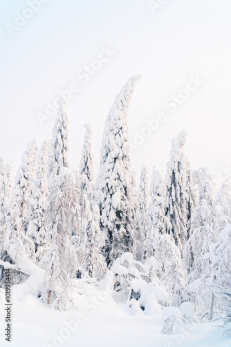 Snow frosted conifer trees