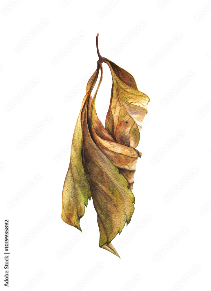 Fototapeta premium Dried twisted leaf of wild grapes. Watercolor illustration drawn by hand. For design, decoration, postcards, souvenirs, printing