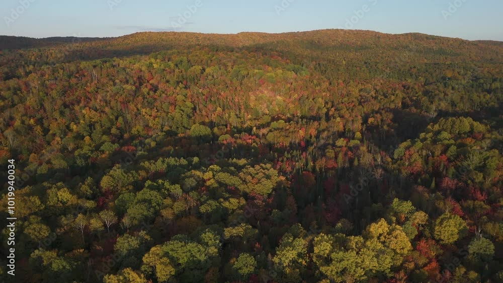 drone approach a yellow orange tree covered woods forest in a mountains during autumn fall season in a sunny day drone approach a yellow orange tree covered woods forest in a mountains during autumn fall season in a sunny day