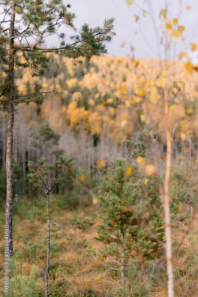 Yellow autumn leaves contrast with green forest trees.