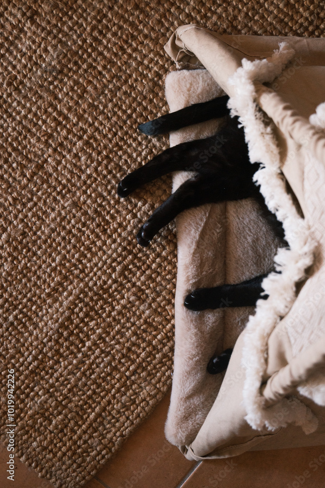 paws of a black cat lying down