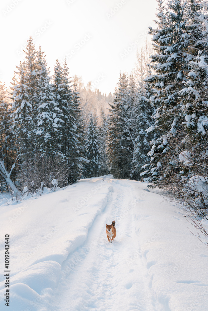 Dog runs in snow in winter forest Dog runs in snow in winter forest