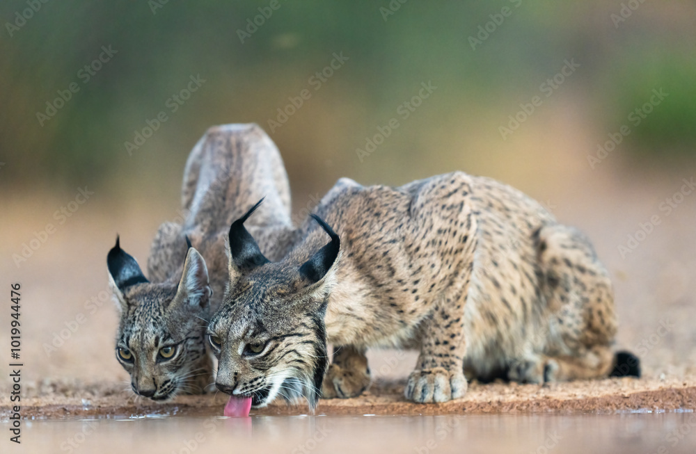 Two Free Iberian Lynx Cubs Drinking Water In A Mediterranean Forest  