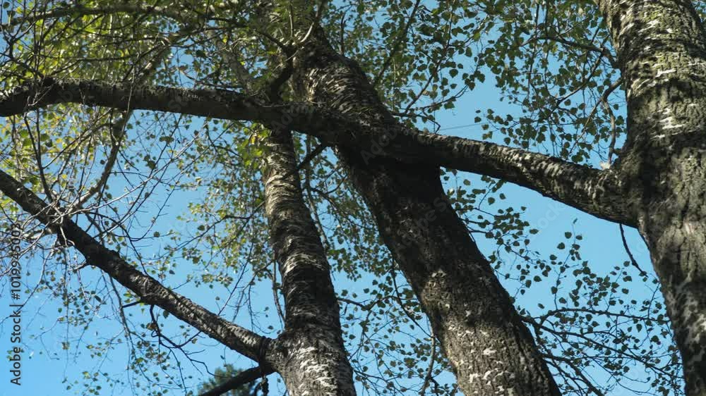 A slow-motion pan of tree tops reveals the serene beauty of nature, showcasing vibrant greens swaying gently in the breeze against a clear sky. A slow-motion pan of tree tops reveals the serene beauty of nature, showcasing vibrant greens swaying gently in the breeze against a clear sky.