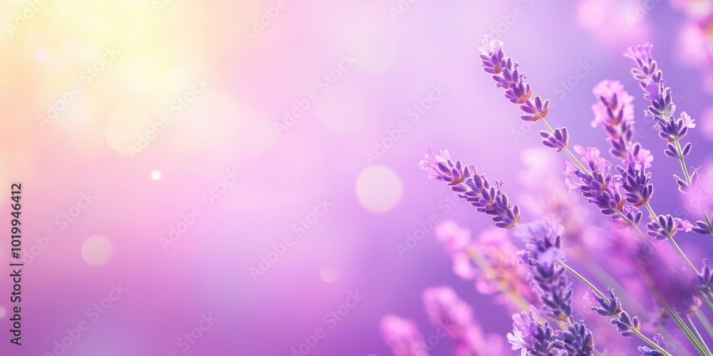 Lavender flowers on a purple background with a blurred focus and a sunset light effect. A nature and calm concept. Lavender flowers on a purple background with a blurred focus and a sunset light effect. A nature and calm concept.