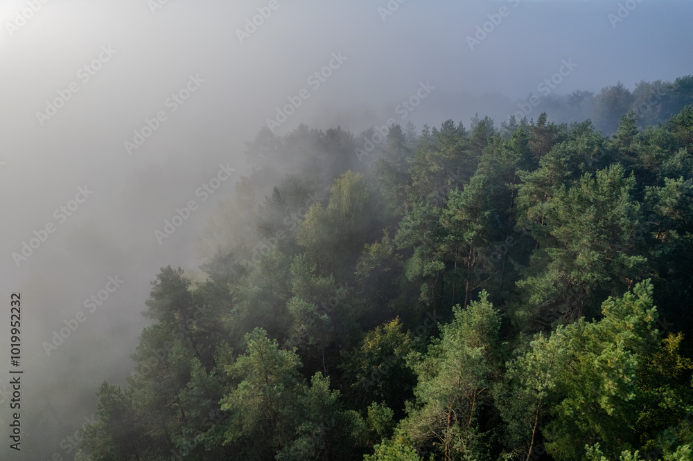 Aerial autumn morning view of forest trees in fog, Lithuania Aerial autumn morning view of forest trees in fog, Lithuania
