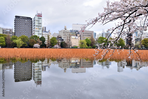 桜咲く不忍池に映りこむ上野の街 photo