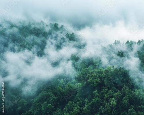 Lush green forest enveloped in mist, creating a serene and tranquil atmosphere ideal for nature enthusiasts. photo