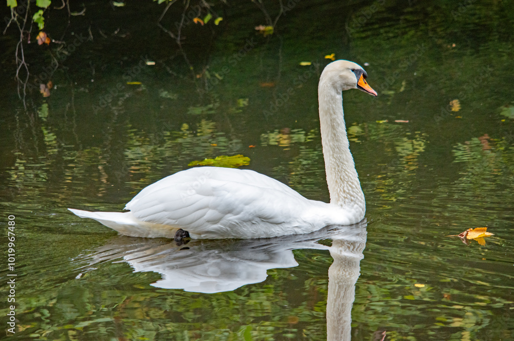 Ein weißer Schwan auf dem Wasser Ein weißer Schwan auf dem Wasser