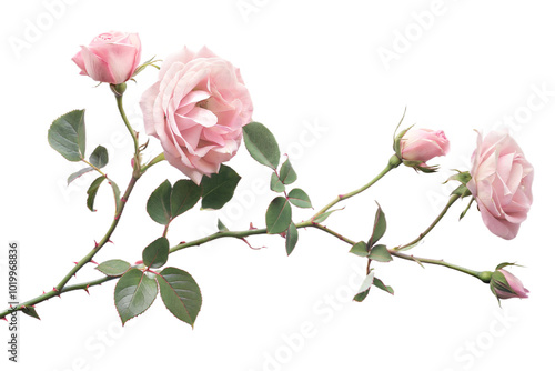 Elegant Pink Rose Branch with Blooming Flowers and Buds for Floral Design