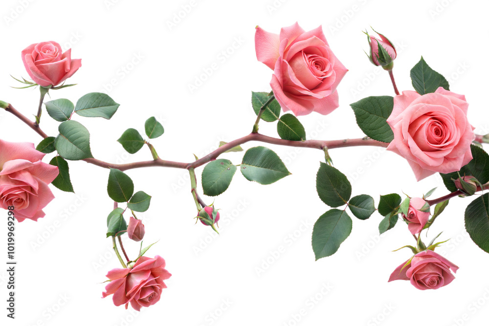 Beautiful Pink Rose Branch with Vibrant Flowers and Buds for Floral Design Projects Beautiful Pink Rose Branch with Vibrant Flowers and Buds for Floral Design Projects