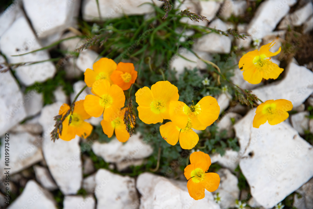 Rhaetian Alps poppy (papaver alpinum) in the Dolomites Rhaetian Alps poppy (papaver alpinum) in the Dolomites