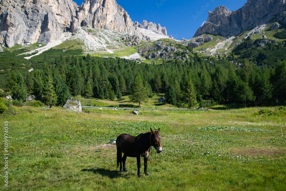 Horses in the beautiful Dolomites Horses in the beautiful Dolomites