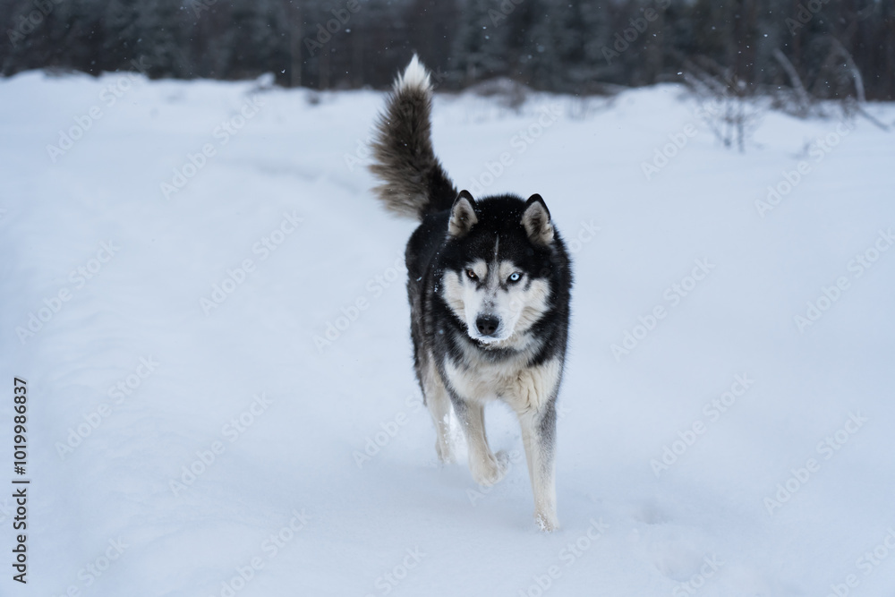 A Siberian Husky dog runs through the snow on a winter day in the forest. A Siberian Husky dog runs through the snow on a winter day in the forest.