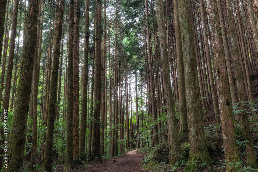 Obraz premium Nakasendo hiking trail