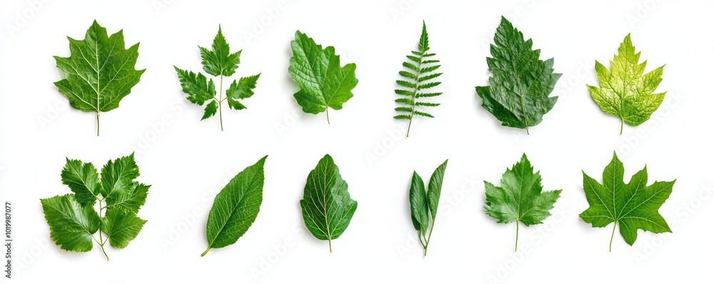 A collection of green oak and maple leaves isolated on a white background, showcasing natural elements in a botanical style. A collection of green oak and maple leaves isolated on a white background, showcasing natural elements in a botanical style.