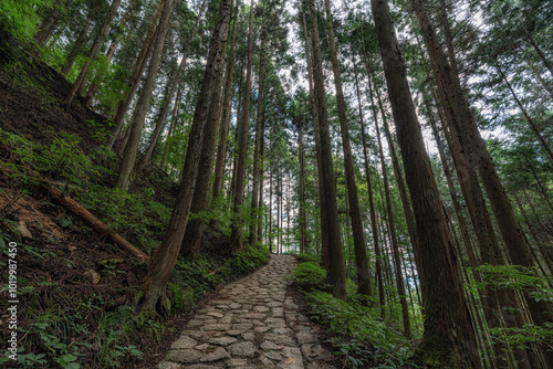 Nakasendo hiking trail photo