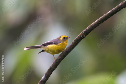 Yellow-bellied Fairy-fantail (Chelidorhynx hypoxanthus) shot with shallow depth of field. The Yellow-bellied Fairy-fantail is a tiny, agile bird in Asian montane forests. photo