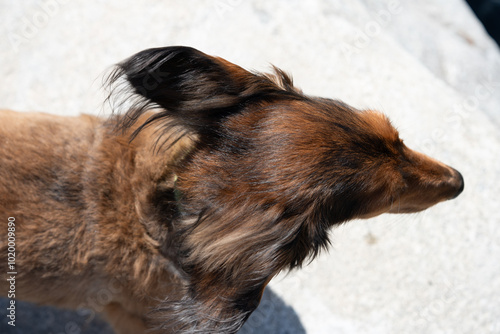 犬　頭部　頭頂部　耳　頭　室内犬　ミニチュアダックス　ダックスフント