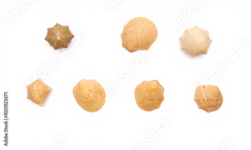 sea shells isolated on white background