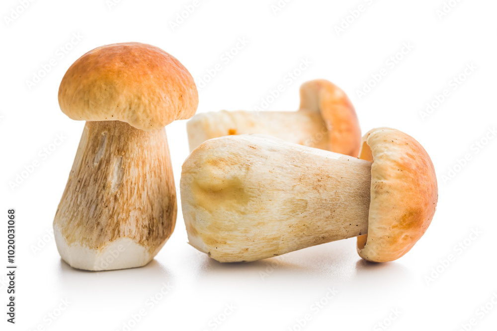 Fresh boletus mushrooms isolated on white background. Fresh boletus mushrooms isolated on white background.