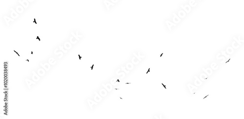 A flock of birds in flight isolated on a white background