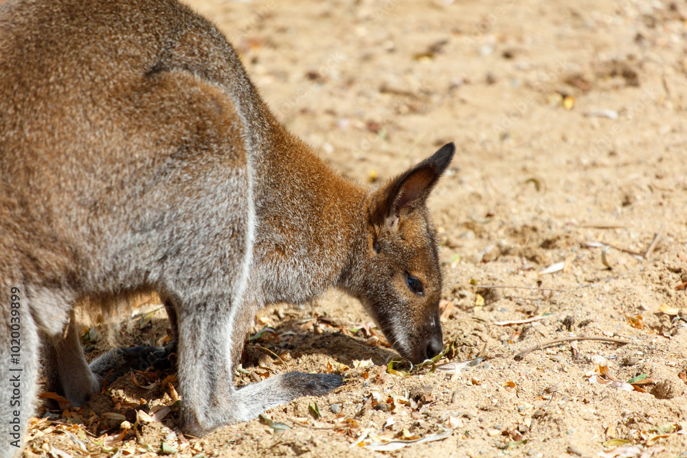 Naklejka premium A baby kangaroo is eating grass in the sand