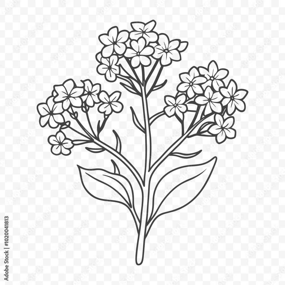Floral Bunch Featuring Beautiful Verbena Line Art Vector Design for Elegant Decorative Purposes Floral Bunch Featuring Beautiful Verbena Line Art Vector Design for Elegant Decorative Purposes